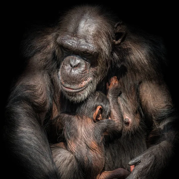 Portrait Mother Chimpanzee Her Funny Small Baby Black Background Extreme — Stock Photo, Image