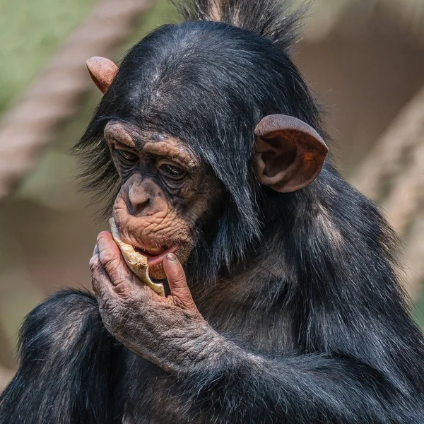 Retrato Bebé Lindo Chimpancé Jugando Con Comida Primer Plano Extremo — Foto de Stock