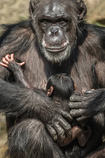 Retrato Madre Chimpancé Con Divertido Bebé Pequeño Primer Plano Extremo — Foto de Stock