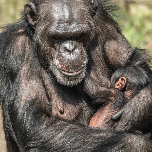 Retrato Madre Chimpancé Con Divertido Bebé Pequeño Primer Plano Extremo — Foto de Stock