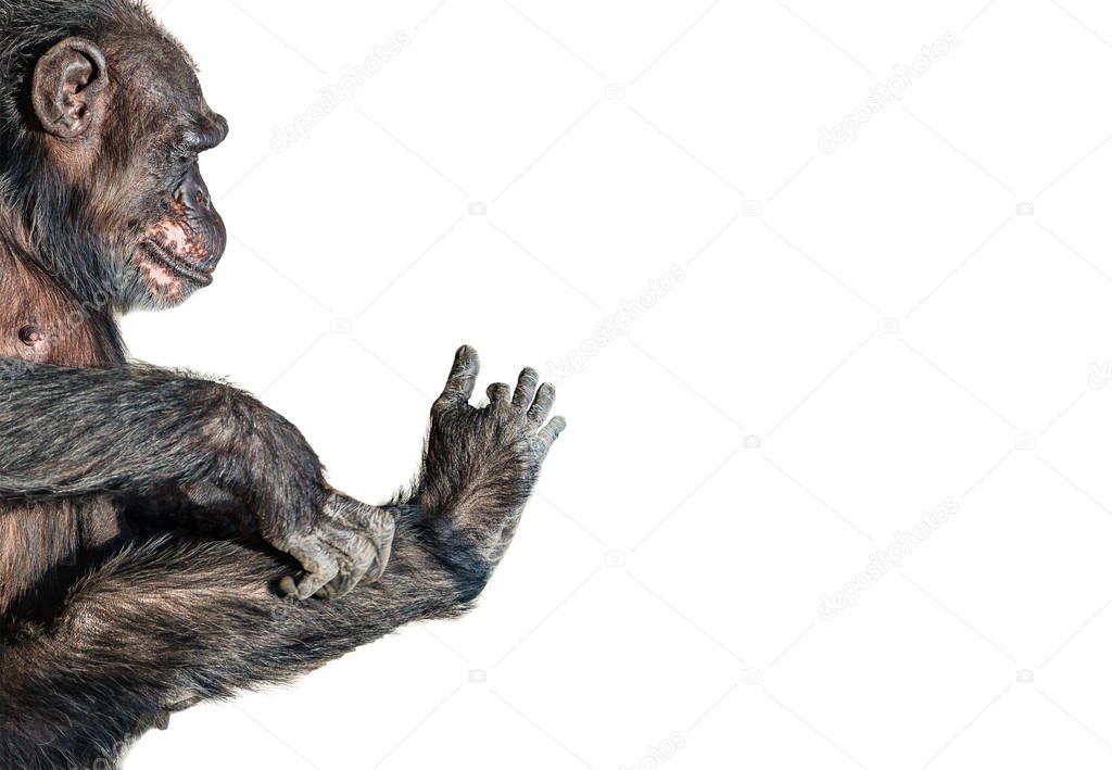 Portrait of funny Chimpanzee playing with its foot at white background, extreme closeup