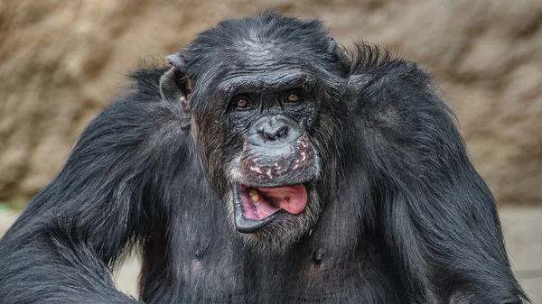 Retrato Chimpancé Divertido Haciendo Caras Primer Plano Extremo — Foto de Stock