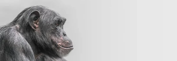 Retrato Chimpancé Deprimido Fondo Liso Primer Plano Extremo — Foto de Stock