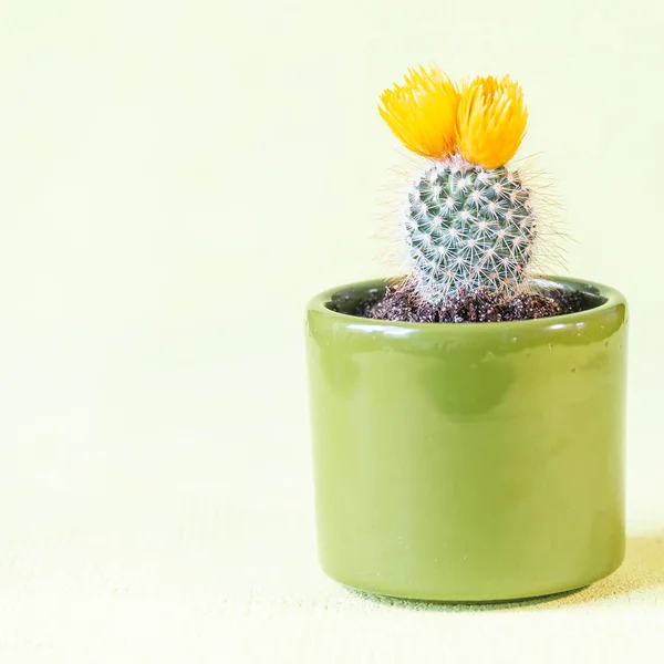 Gorgeous blooming with flowers cactus in pot at green smooth background, closeup, details