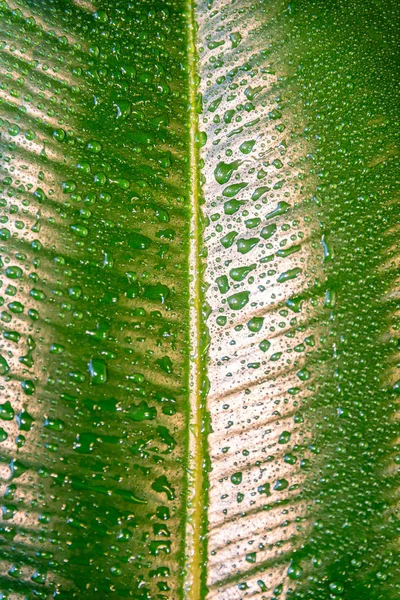 Nass Mit Wassertropfen Indisches Ficus Elastika Blatt Als Struktur Und — Stockfoto