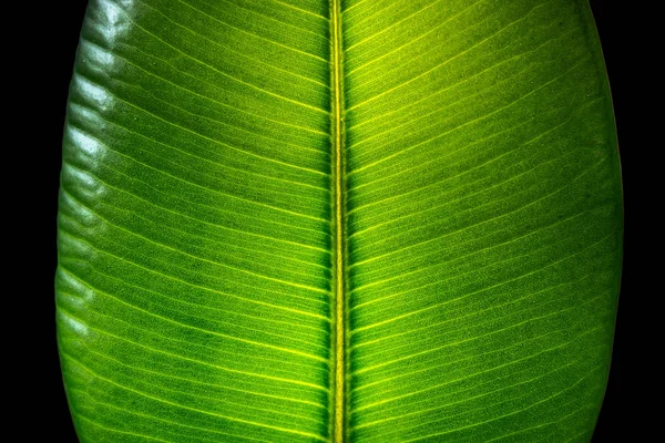 Indický Ficus Elastica List Osvětlené Světlem Samostatný Černém Pozadí Closeup — Stock fotografie