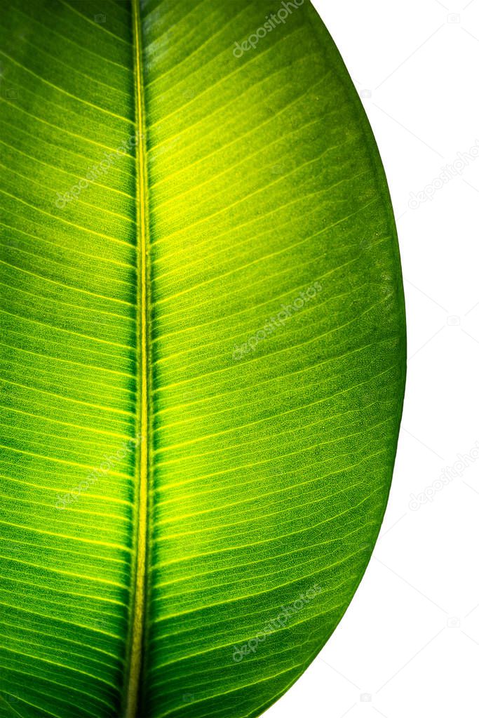 Indian Ficus Elastica leaf illuminated with light through, isolated at white background, closeup, details
