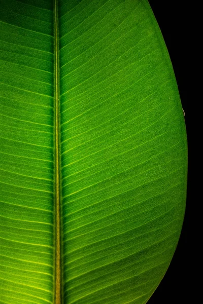 Indisches Ficus Elastika Blatt Durchleuchtet Auf Schwarzem Hintergrund Isoliert Nahaufnahme — Stockfoto
