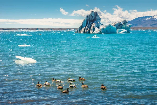 美丽的冰川泻湖 Jokulsarlon 南冰岛和野鸭 夏季时间 晴天的美景 — 图库照片