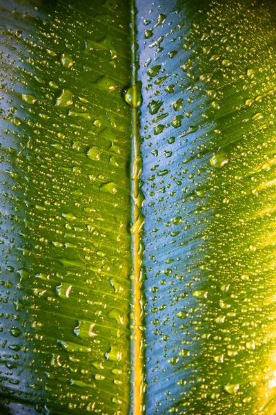 Nedves Víz Csepp Indiai Ficus Elastica Levél Közelkép Részletek — Stock Fotó