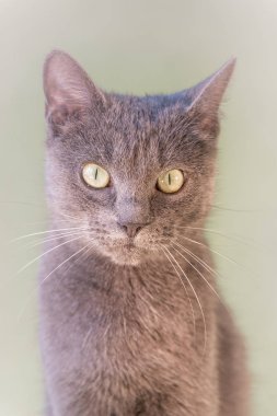 Düz arka plan, aşırı closeup yerli mutlu kedi portresi