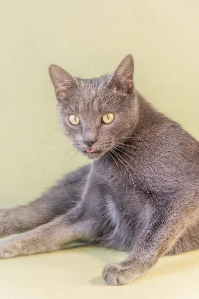 Portrait of domestic happy cat at smooth background, extreme closeup