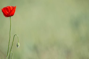 Güzel kırmızı haşhaş ve düz arka plan, portre, ayrıntıları ile yeşil çimen
