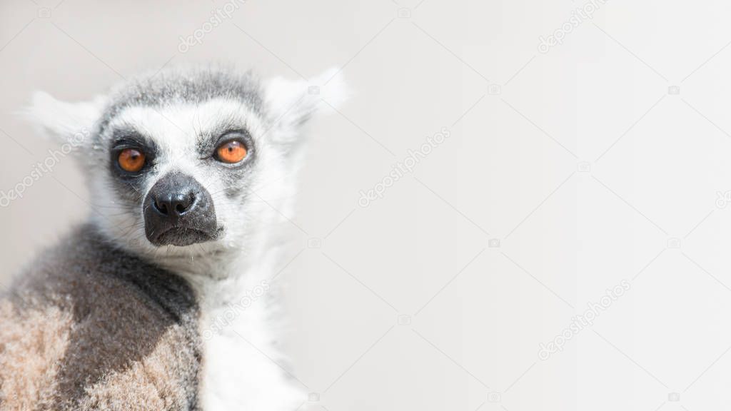 Ring-tailed Madagascar lemur at smooth background with paste space