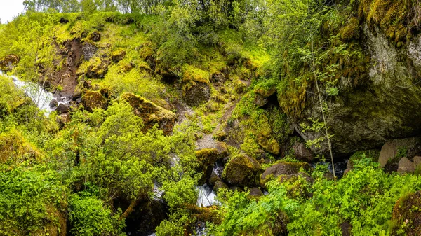 Чарівний Невеликий Ліс Ісландії Пбк Літній Час — стокове фото