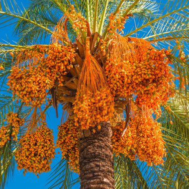 Güzel hurma ağacı önünde mavi gökyüzü ile yenilebilir tatlı meyve, sonbahar, portre