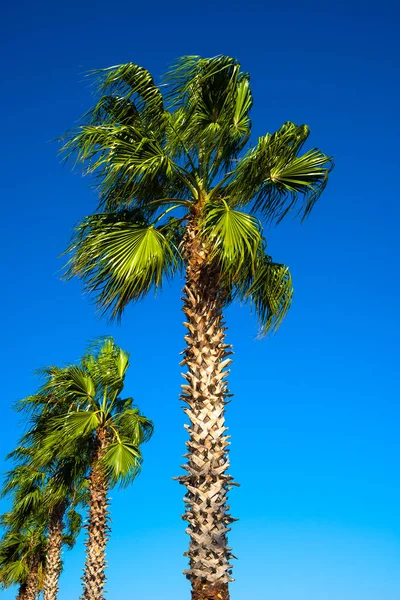 Beautiful date palm tree in front of blue sky with edible sweet fruits, Autumn, closeup
