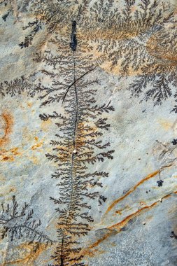 Taş, desen, doku ve arka plan üzerinde fosilleşmiş eğrelti bitkisinin güzel ayak izi