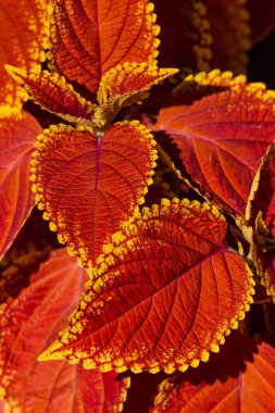 Güzel kırmızı sırasında sonbahar yaprakları bir arka plan, portre, Ayrıntılar