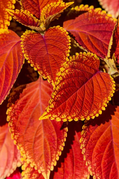Schöne Rote Blätter Herbst Als Hintergrund Nahaufnahme Details — Stockfoto