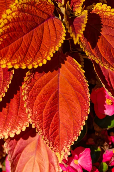 Schöne Rote Blätter Herbst Als Hintergrund Nahaufnahme Details — Stockfoto