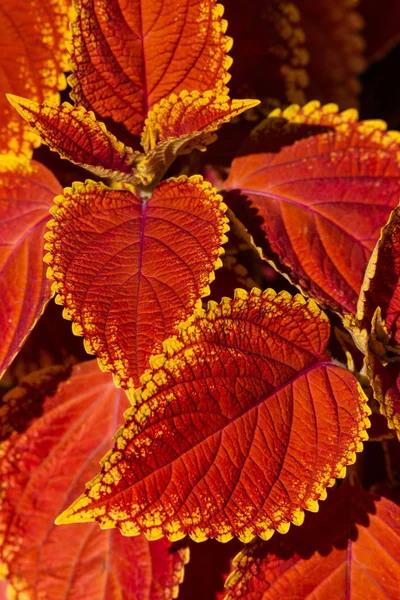 Schöne Rote Blätter Herbst Als Hintergrund Nahaufnahme Details — Stockfoto