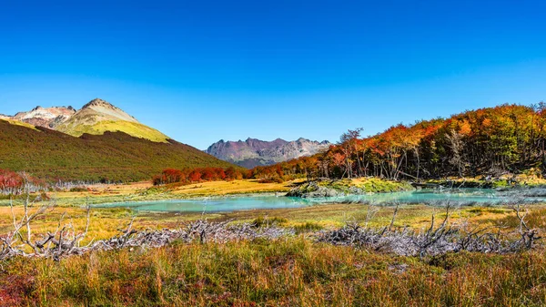 Красивий краєвид lenga лісу, гори в Tierra del Fue — стокове фото