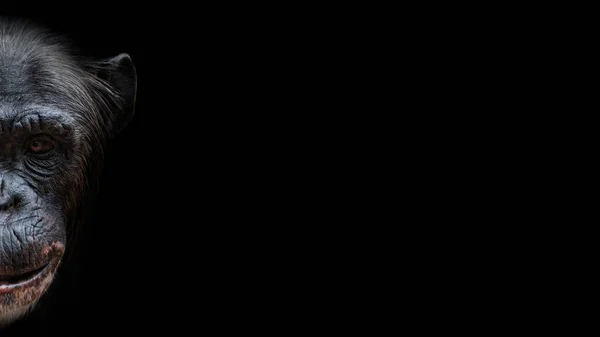 Портрет Смешного Шимпанзе Самодовольной Улыбкой Изолированный Черном Фоне Экстремальный Крупный — стоковое фото