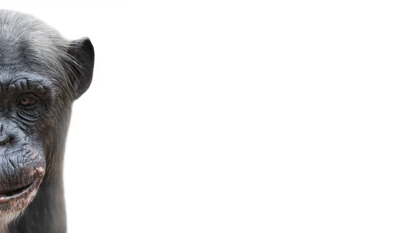 Портрет Смішного Шимпанзе Кучерявим Посмішкою Ізольовані Білому Тлі Екстремальний Крупним — стокове фото