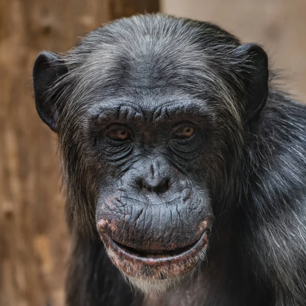 Retrato Chimpancé Divertido Con Una Sonrisa Atrevida Primer Plano Extremo — Foto de Stock