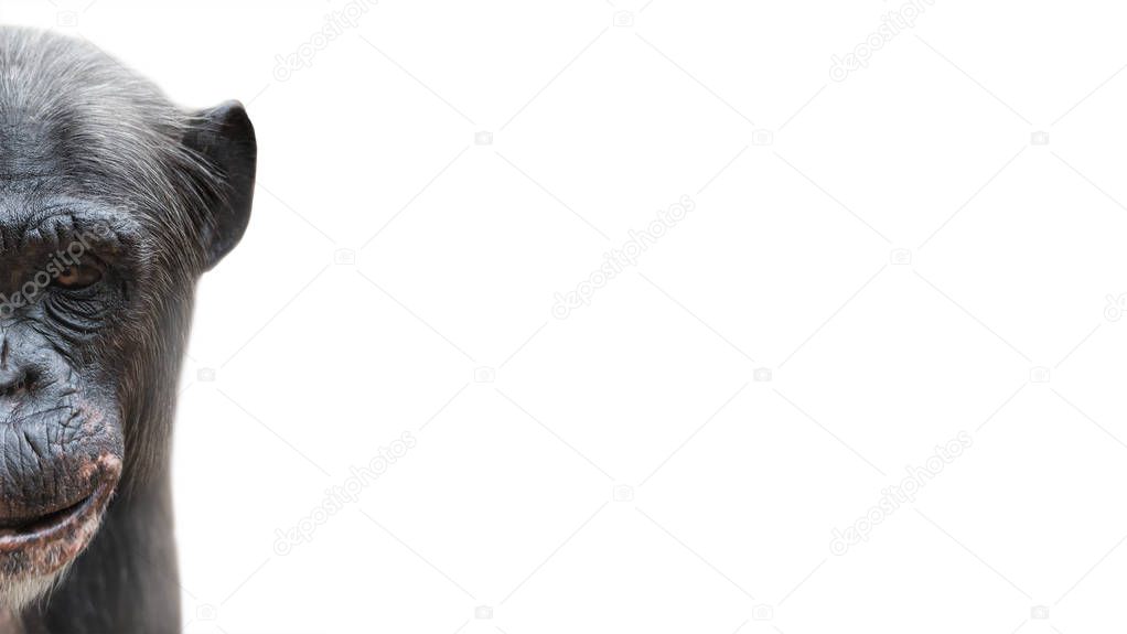 Portrait of funny Chimpanzee with a smugly smile, isolated at white background, extreme closeup, details, paste space