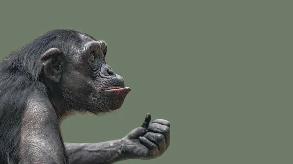 Retrato Chimpancé Curioso Como Hacer Una Pregunta Fondo Liso Primer —  Fotos de Stock