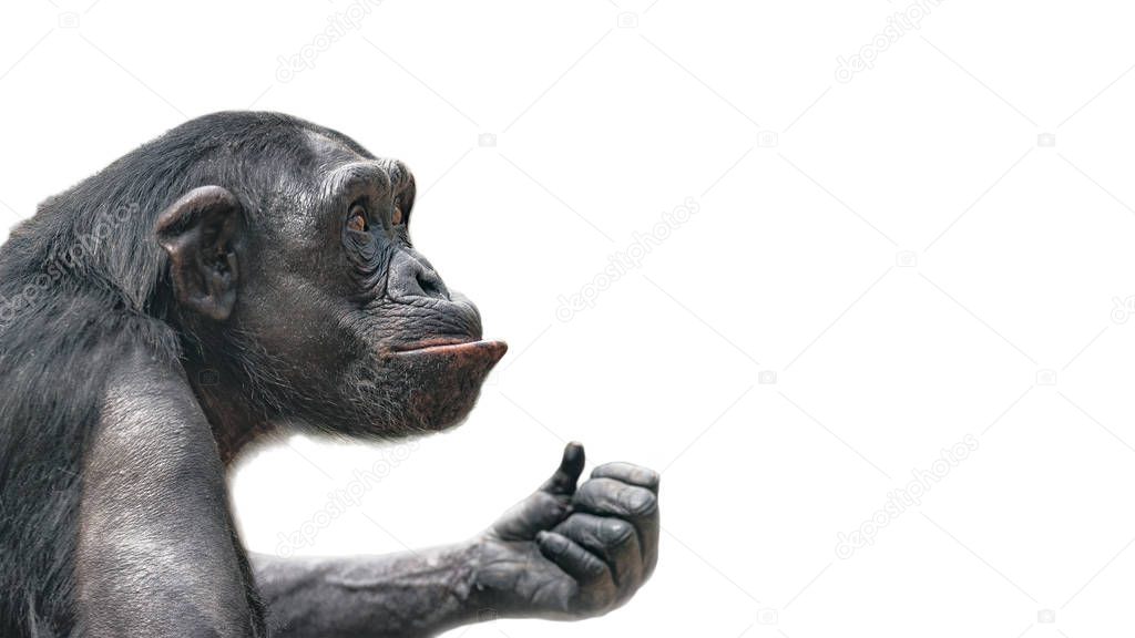 Portrait of curious Chimpanzee like asking a question, at white background, extreme closeup, details, paste space