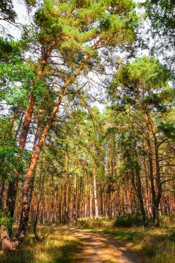 Vahşi çam ağacı orman sonbahar Magdeburg, Almanya, sunset yakınında görünümünü,