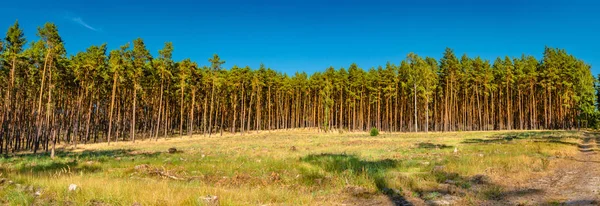 Panoramatický Pohled Divokých Borového Lesa Podzim Poblíž Magdeburg Německo Západ — Stock fotografie