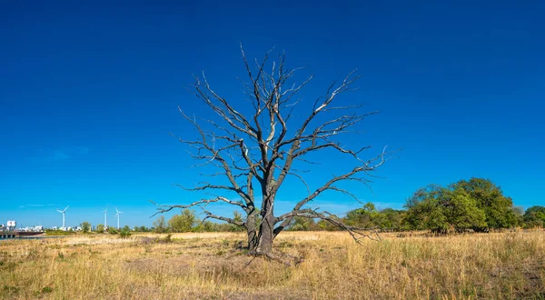 Osamělých Suché Bez Života Stromu Modré Oblohy Větrné Turbíny Pozadí — Stock fotografie