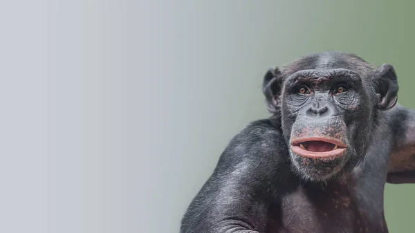 Πορτρέτο Του Περίεργος Αναρωτήθηκε Χιμπατζής Ομαλή Κλίση Φόντο Ακραία Closeup — Φωτογραφία Αρχείου