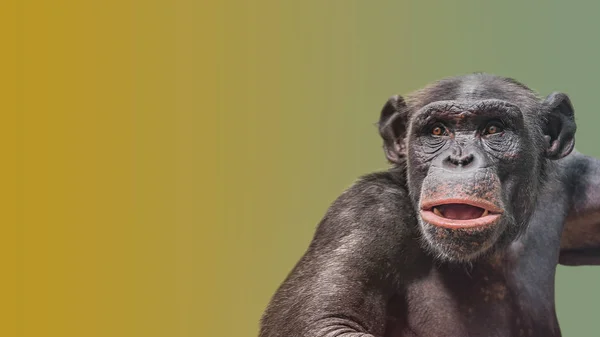 Ritratto Curioso Scimpanzé Meravigliato Sfondo Sfumato Liscio Primo Piano Estremo — Foto Stock