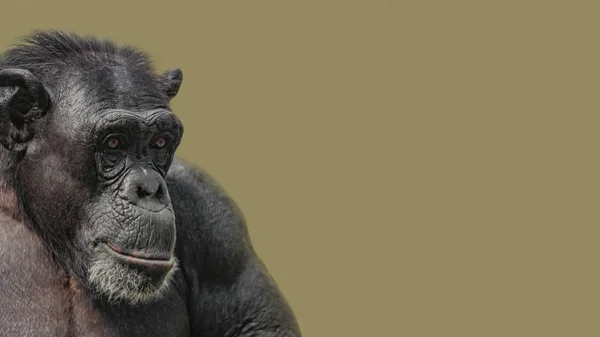 Retrato de curioso chimpancé maravillado en suave backgr uniforme — Foto de Stock