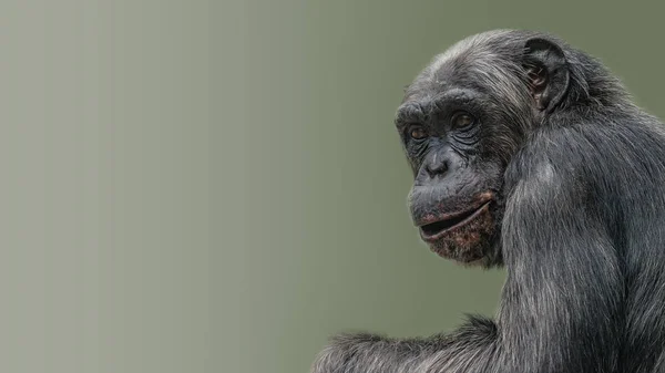 Retrato del curioso chimpancé maravillado en el respaldo de gradiente suave — Foto de Stock