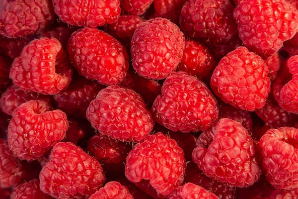 Délicieuse Framboise Rouge Fraîche Comme Fond Gros Plan Détails — Photo