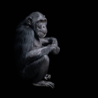 Siyah arka plan, aşırı closeup, ayrıntılar, yapıştırma alanı adlı bir soru soran gibi meraklı şempanze portresi