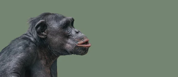 Retrato Curioso Chimpancé Maravillado Fondo Uniforme Liso Primer Plano Extremo — Foto de Stock