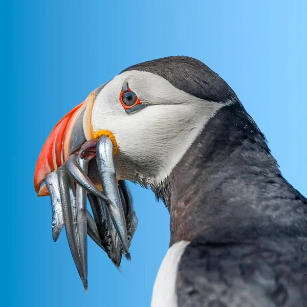 그라데이션 배경에서 북대서양 Puffins Mykines — 스톡 사진