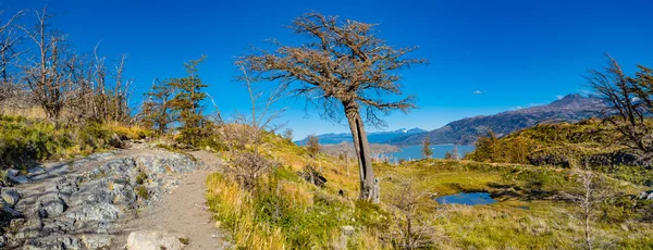 Panoramatický Pohled Torres Del Paine National Park Lesy Laguny Ledovců — Stock fotografie