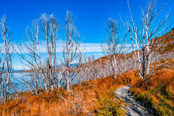 Vista Panorâmica Parque Nacional Torres Del Paine Suas Florestas Lagoa — Fotografia de Stock