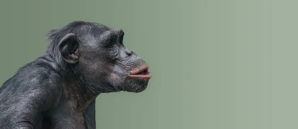Portrait Curious Wondered Chimpanzee Smooth Uniform Background — Stock Photo, Image