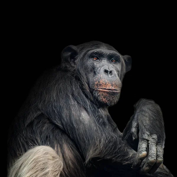 黒の背景で 質問をするような好奇心チンパンジーの肖像画 — ストック写真