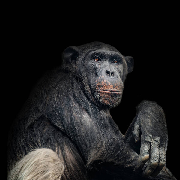 Портрет любопытной шимпанзе, как задать вопрос, на черном фоне
