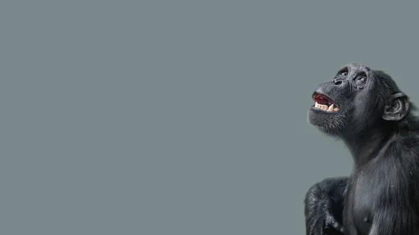 Портрет Страшне Страшно Шимпанзе Гладкою Рівномірного Фону — стокове фото